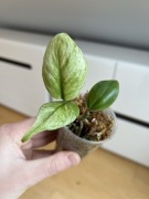 Scindapsus Moonlight Mint Variegata