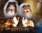 COLLIE Owczarek Szkocki wspaniała młoda suczka