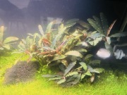 sadzonki Bucephalandry 4+1 gratis