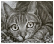 BURY. Rysunek 50x60 cm. Edyta Suszek. Galeria autorska. 