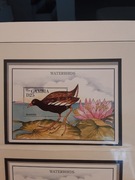 Gambia 1995 Mi blok 249  ptaki czysta idealna pozycja 