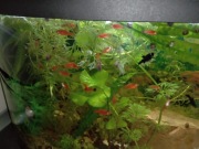 Młode mieczyki po 4 zł za sztukę 