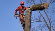 Wycinka drzew Poznań, Smochowice, Grunwald, Wilda