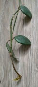 Hoya diptera sadzonka