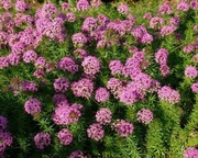 Kozłówka długoszyjkowa oryginalna bylina wieloletnia sadzonka 