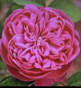 Róża Historyczna Intensywnie Pachnąca Rose de Rescht z 1880 roku