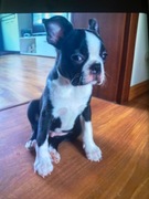 Boston terier sprzedam 