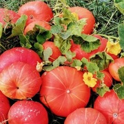 Dżem dyniowo jabłkowy z cytryną i imbirem. 10% cukr 400g.  {4zł/100g}