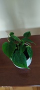 Filodendron Pnący zielony