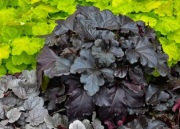 Heuchera Zurawka Black Pearl don C1