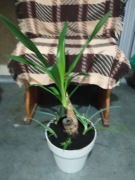 Yucca z aloesami