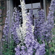 Dzwonek piramidalny /Campanula pyramidalis  20n , nasiona  