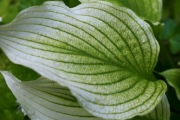 Sadzonka Hosta ZEBRA STRIPES Funkia w paski fiolet ze zdjęcia nr 3 i 4