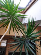 Sprzedam jukę około 3 m wysokości