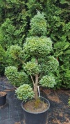 Cyprys Boulevard Bonsai