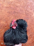 Kogut kochin karzełek miniaturowy