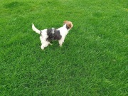 Foksterier suczka 10 miesiecy