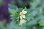 **Lulek biały (Hyoscyamus albus)** – roślina ozdobna