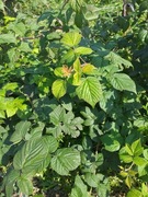 Sadzonka maliny letniej Glen Ample