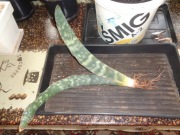 Sansevieria R 0995