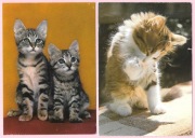 Urocze koty na 2 pocztówkach ( 1 )