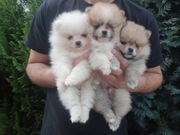 Rasowy Pomeranian Boo Szpic miniaturowy 