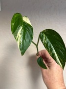 Monstera Adansonii Sp. Laniata Variegata - sadz. szczytowa 