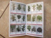 Katalog kwiatów doniczkowych - polecam