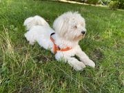 Milusiński piesek szuka pilnie domu