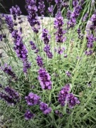 Lawenda Grappenhall 8sztuk