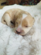 Maltipoo suczka 