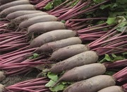 Burak Alto F1 5g - Nasiona Holenderskie