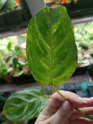 maranta variegata-cięta