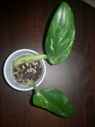 Monstera standleya philodendron cobra variegata 