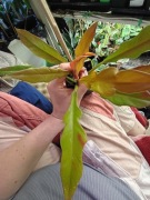 philodendron golden saw-cięty szczyt