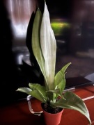 Sansevieria Moonshine 
