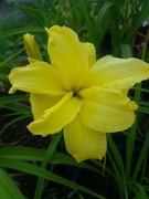 Liliowiec Double River Wye