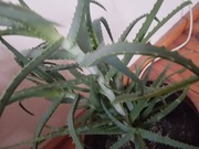 Aloes Roślina Świerza liście 100 g kosmetyk poparzenia owrzodzenia Leczy