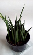 Sansevieria sanseweria wężownica cylindryczna cylindrica + GRATIS