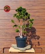 Przepiękny Cyprysik tępołuskowy Hinoki, formowany na wzór bonsai. 80cm 