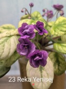 Fiołek afrykański sadzonka 23 Reka Yenisej 