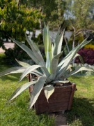 Agawa odbiór własny 