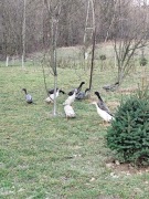 Jajka  biegusa spożywcze  12 sztuk