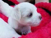 Maltańczyk suczka z linii Koreańskich ZKWP FCI