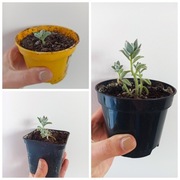 Rośliny z nadwyżek 