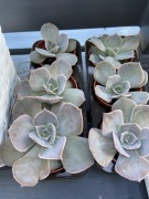 Sukulenty w doniczkach 