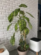 Diffenbachia reflektor z donicą