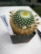 Parodia haselbergii
