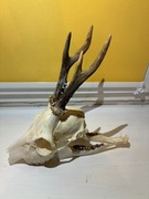 Parostki rogacz selekcyjny