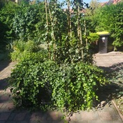 Bluszcz hedera 300-400 cm w dużych donicach kępa 